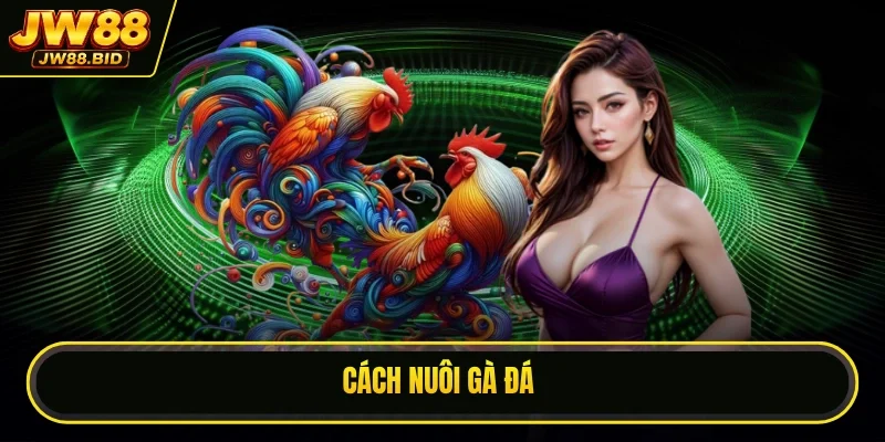 Cách Nuôi Gà Đá: 5 Bí Quyết Luyện Kê Chiến Xuất Sắc Nhất